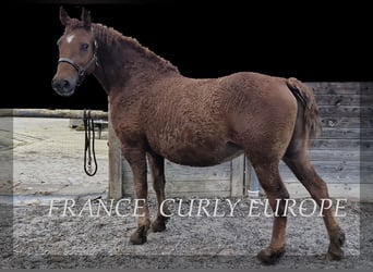 Curly Horse, Merrie, 7 Jaar, 155 cm, Donkere-vos