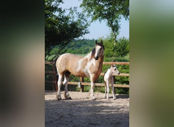 Curly Horse, Merrie, 8 Jaar, 158 cm, Falbe