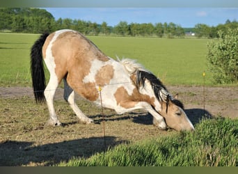 Curly Horse, Merrie, 8 Jaar, 158 cm, Falbe