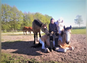 Curly Horse, Merrie, 8 Jaar, 158 cm, Falbe