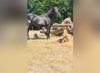 Curly Horse, Merrie, veulen (06/2023), 155 cm, Buckskin