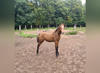 Curly Horse, Merrie, veulen (06/2023), 155 cm, Buckskin
