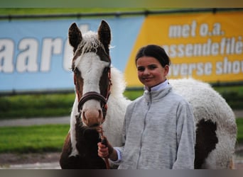 Curly Horse, Merrie, Veulen (05/2025), 155 cm