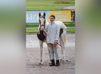 Curly Horse, Merrie, Veulen (05/2025), 155 cm