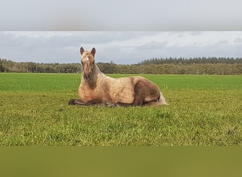 Curly Horse, Merrie, veulen (05/2023), 158 cm, Palomino