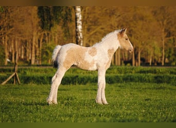Curly Horse, Merrie, Veulen (03/2026), 160 cm, Falbe