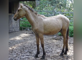Curly horse, Ogier, 1 Rok, 145 cm, Jelenia