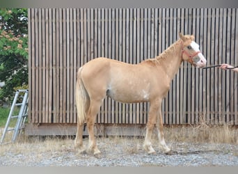 Curly horse, Ogier, 1 Rok, 145 cm, Overo wszelkich maści