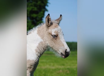 Curly horse, Ogier, 1 Rok, 160 cm, Bułana