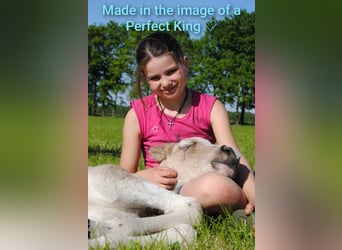 Curly horse, Ogier, 1 Rok, 160 cm, Bułana