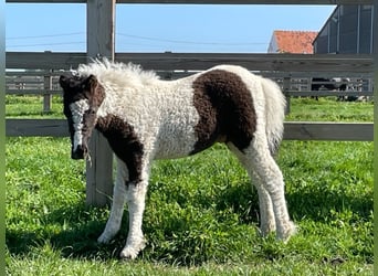 Curly horse, Ogier, 2 lat, 115 cm, Tobiano wszelkich maści