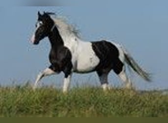 Curly horse Mix, Ogier, 2 lat, 147 cm, Może być siwy
