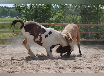 Curly horse, Ogier, 2 lat, 150 cm, Bułana