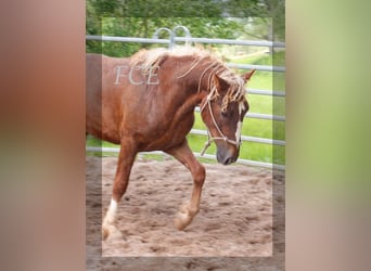 Curly horse, Ogier, 2 lat, 150 cm, Ciemnokasztanowata