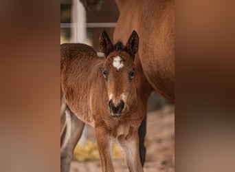 Curly horse, Ogier, 2 lat, 154 cm, Gniada