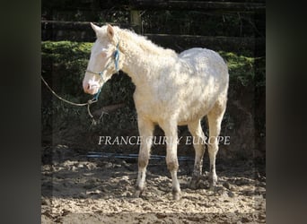 Curly horse Mix, Ogier, 2 lat, 156 cm, Perlino