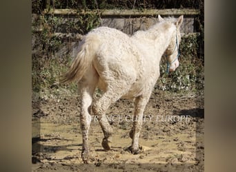 Curly horse Mix, Ogier, 2 lat, 156 cm, Perlino