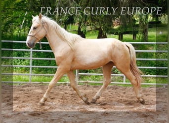 Curly horse, Ogier, 3 lat, 150 cm, Izabelowata