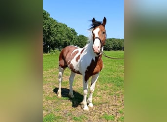 Curly horse, Ogier, 3 lat, 162 cm, Srokata