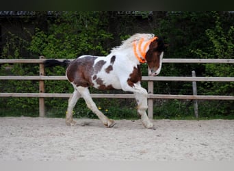 Curly horse, Ogier, 3 lat, 162 cm, Srokata