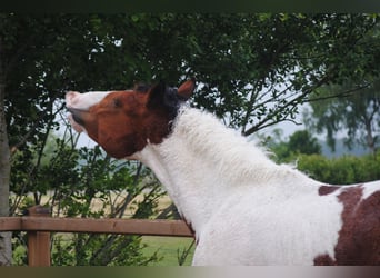 Curly horse, Ogier, 3 lat, 164 cm, Tobiano wszelkich maści