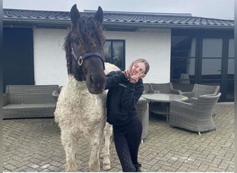 Curly horse, Ogier, 4 lat, 143 cm, Tobiano wszelkich maści