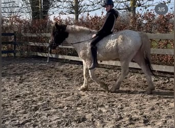 Curly horse, Ogier, 4 lat, 143 cm, Tobiano wszelkich maści