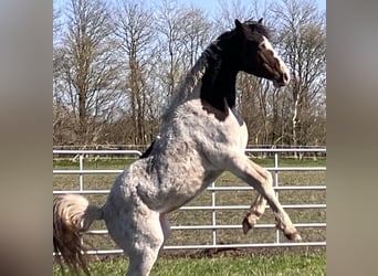Curly horse, Ogier, 4 lat, 145 cm, Tobiano wszelkich maści