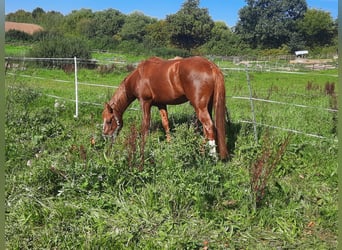 Curly horse, Ogier, 5 lat, 150 cm, Kasztanowata