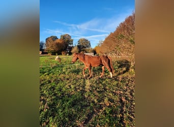 Curly horse, Ogier, 6 lat, 150 cm, Kasztanowata