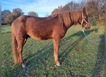 Curly horse, Ogier, 6 lat, 150 cm, Kasztanowata