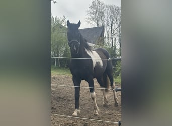 Curly horse, Ogier, 7 lat, 155 cm, Tobiano wszelkich maści