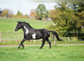 Curly horse, Ogier, 7 lat, 150 cm, Overo wszelkich maści