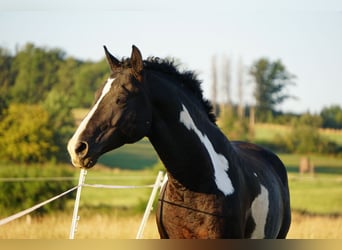 Curly horse, Ogier, 7 lat, 150 cm, Overo wszelkich maści