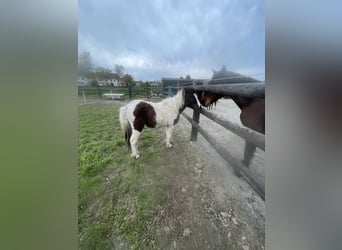 Curly horse, Ogier, 7 lat, 122 cm, Tobiano wszelkich maści