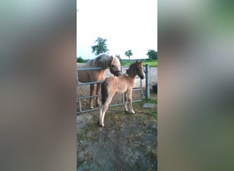 Curly horse, Ogier, Źrebak (01/2023), 140 cm, Bułana