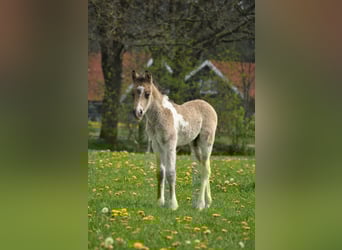 Curly horse, Ogier, Źrebak (01/2023), 140 cm, Bułana