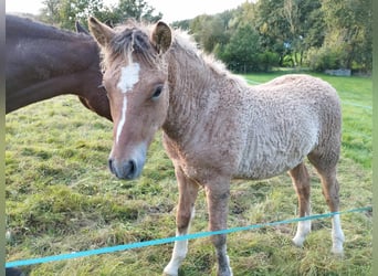 Curly horse, Ogier, Źrebak (05/2024), 145 cm, Bułana