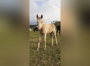 Curly horse, Ogier, Źrebak (05/2023), 150 cm, Bułana