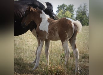 Curly horse, Ogier, Źrebak (05/2023), 155 cm, Gniada