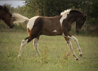 Curly horse, Ogier, Źrebak (05/2023), 155 cm, Gniada