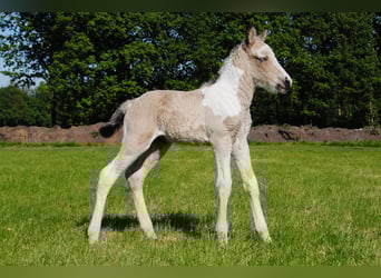 Curly horse, Ogier, , 160 cm, Bułana