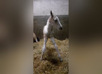 Curly horse, Ogier, , 160 cm, Bułana