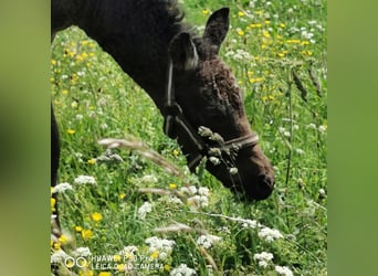 Curly horse, Ogier, 
