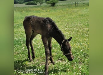 Curly horse, Ogier, 