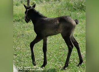 Curly horse, Ogier, 