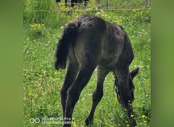 Curly horse, Ogier, 