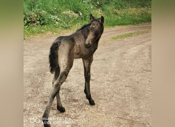 Curly horse, Ogier, 