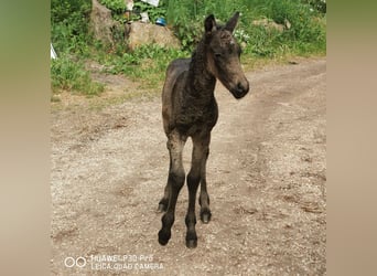Curly horse, Ogier, 