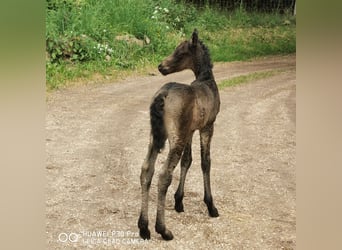Curly horse, Ogier, 